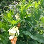 Astragalus frigidus Kukka