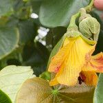 Hibiscus tiliaceus Blomma