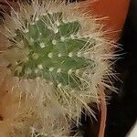 Echinocereus coccineus Leaf