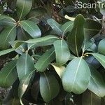 Pittosporum viridiflorum Leaf