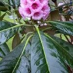 Rhododendron kesangiae Çiçek