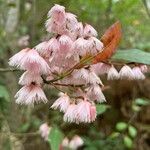 Elaeocarpus reticulatusFlower