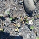 Ipomoea obscura Çiçek