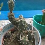 Tephrocactus articulatus 葉