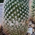 Mammillaria hahniana برگ