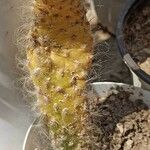 Opuntia orbiculata برگ