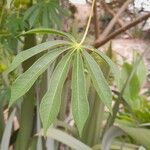 Manihot grahamii Leaf