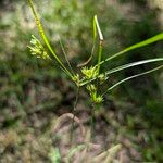 Juncus tenuis Gyümölcs