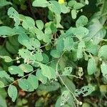 Phyllanthus reticulatus Leaf