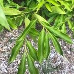 Euonymus wilsonii Leaf