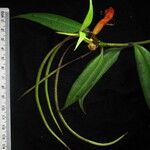 Aeschynanthus hookeri Other