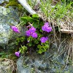 Primula hirsuta Habit