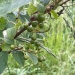 Prunus padus Fruitua