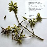 Podocarpus buchii Habit