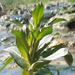 Potamogeton praelongus Leaf