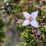 Arcytophyllum nitidum Květ