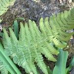 Dryopteris arguta Leaf