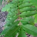 Carya illinoinensis Leaf