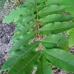 Carya illinoinensis Folha