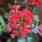 Kalanchoe blossfeldianaফুল