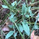 Rumex acetosella Leaf