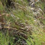 Themeda triandraFlor