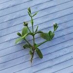 Stemodia verticillata Blatt