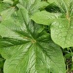 Dysosma pleiantha Leaf
