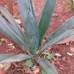 Agave sisalana 葉
