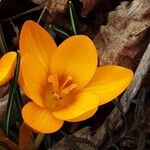 Crocus chrysanthus Flor