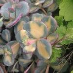 Sedum sieboldii Hábito