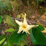 Strophanthus gardeniiflorus Blüte