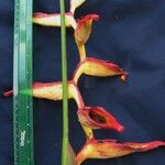 Heliconia irrasa অন্যান্য