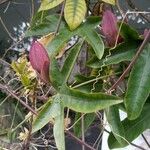 Passiflora amethystina ᱥᱟᱠᱟᱢ