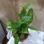 Spathiphyllum floribundumഇല