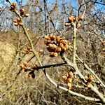 Prunus spinosa Flor