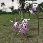 Dendrobium lituiflorum Flower