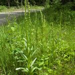 Platanthera hyperborea Habitus