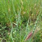 Aegilops ventricosa Leaf