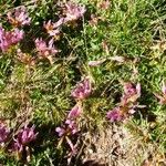 Trifolium alpinum Õis
