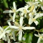 Clematis glycinoides Blüte