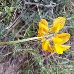 Hippocrepis scorpioides Çiçek