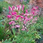 Cleome spinosa Květ