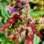 Hedysarum hedysaroides Flower