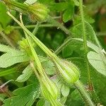 Geranium purpureum ഫലം