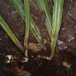 Microsorum punctatum Sonstige
