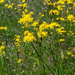 Crepis biennis Kukka