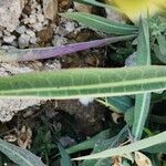 Sonchus maritimus Leht