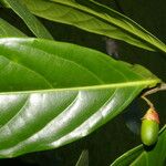 Ocotea dendrodaphne Hoja