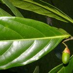 Ocotea dendrodaphne Feuille